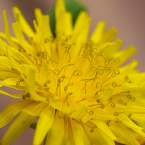 dandelion flower closeup 