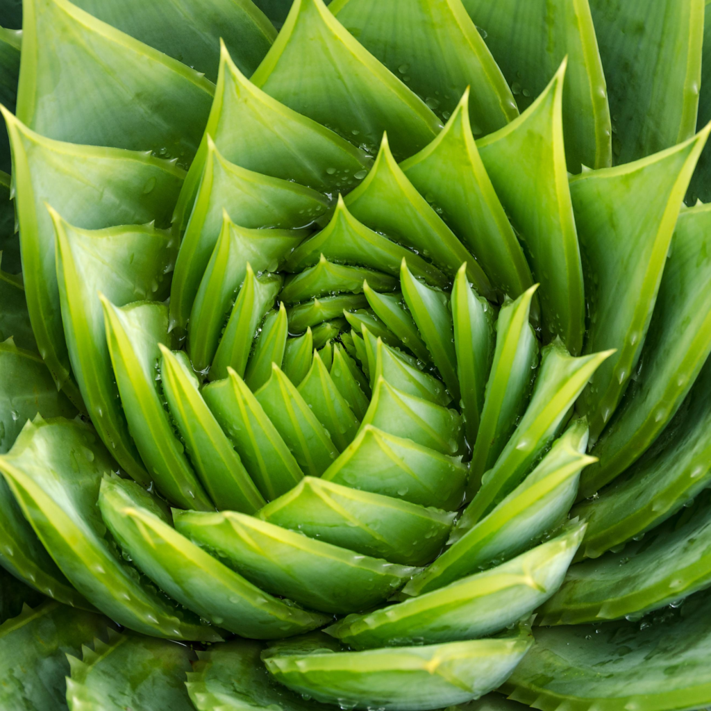 closeup of fibonacci sequence in deep green succulent